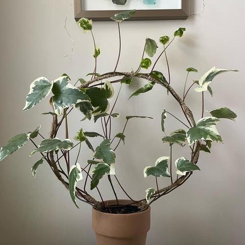 People Generally Don't Grow These Cool Indoor Vines and Climbers