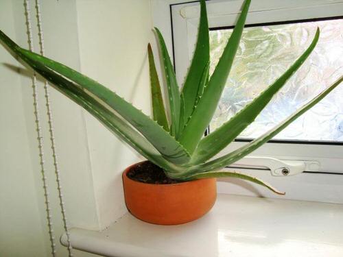best Fortunate Kitchen Indoor Plants 
