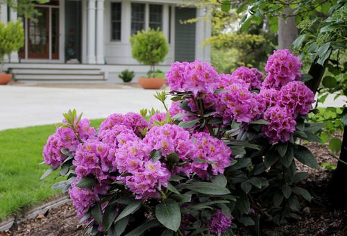 beautiful top native Florida trees and plants
