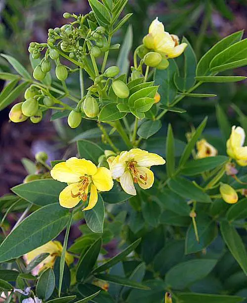top native Florida trees and plants