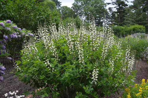 top Trees and Plants Native to Florida
