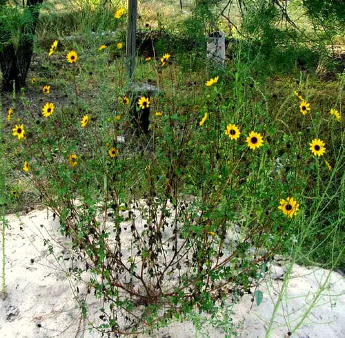 Florida Plants and Trees