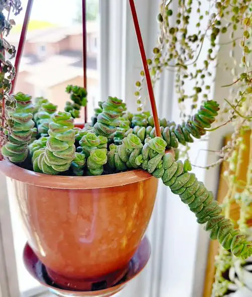 Cool Indoor Vines and Climbers