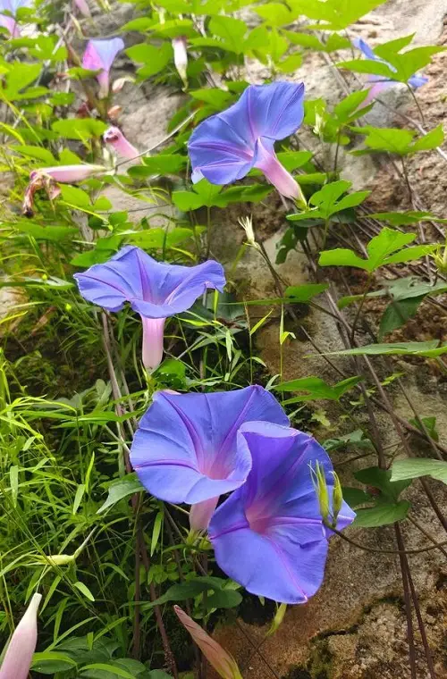 Blue Morning Glory Care