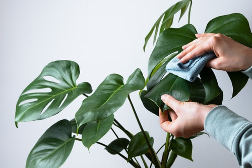 Tips to Use Neem Oil for Bring Shine to the Leaves