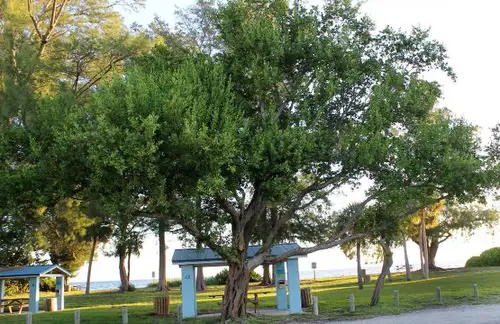 native Florida trees and plants
