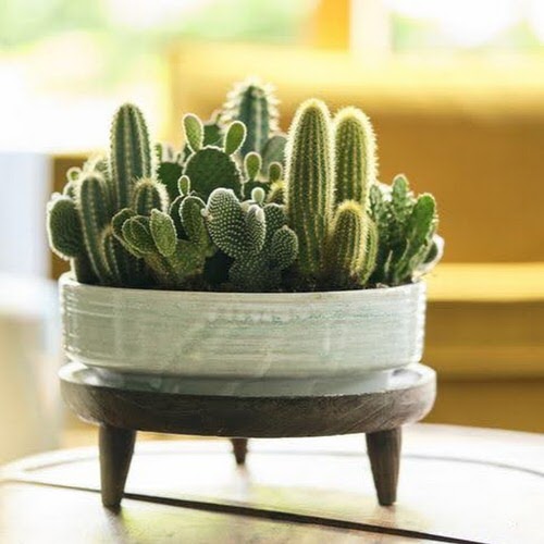 Fortunate Kitchen Indoor Plants