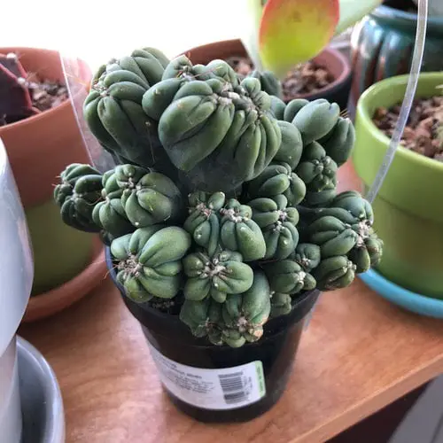 top Unique & Rare Cactus Plants to Grow If You Love Cacti & Succulents