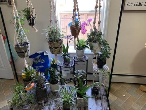 Macrame Plant Hanger with Ceramic Pots