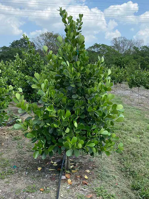 Native Trees and Plants in Florida
