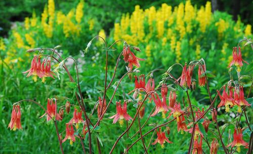 best Trees and Plants Native to Florida

