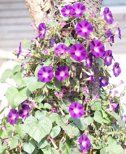 Types of Morning Glory Flowers 1