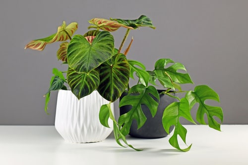 Control Houseplant Scale