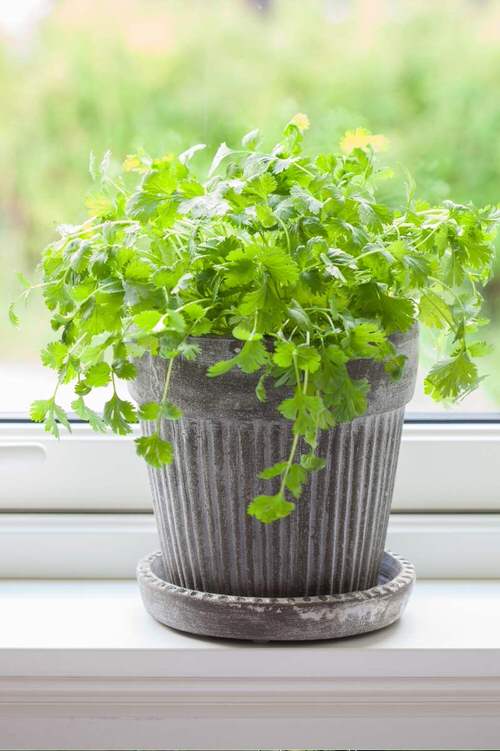 Other Herbs That are Called Cilantro or Coriander near Window