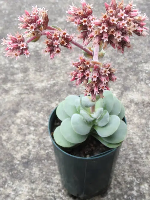 Indoor Plants with Coin-Shaped Leaves 8