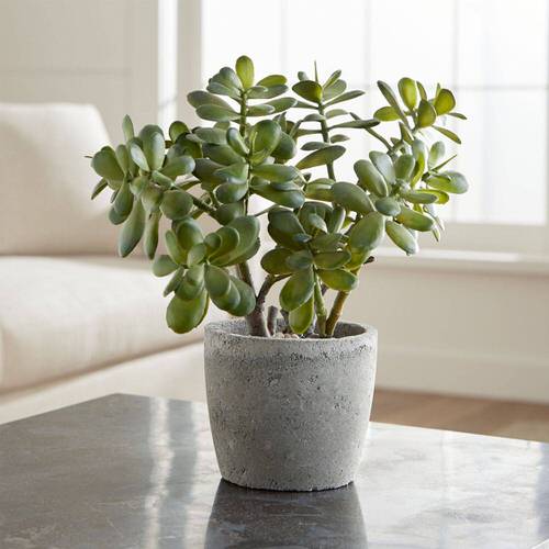 best Gorgeous Tiny Indoor Plants