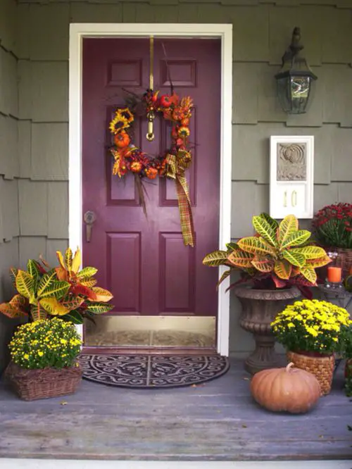 Colorful Outdoor Plants for Patio & Porch 2