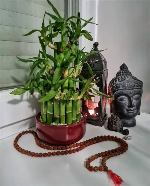 best  Lucky Indoor Plants for Kitchen 