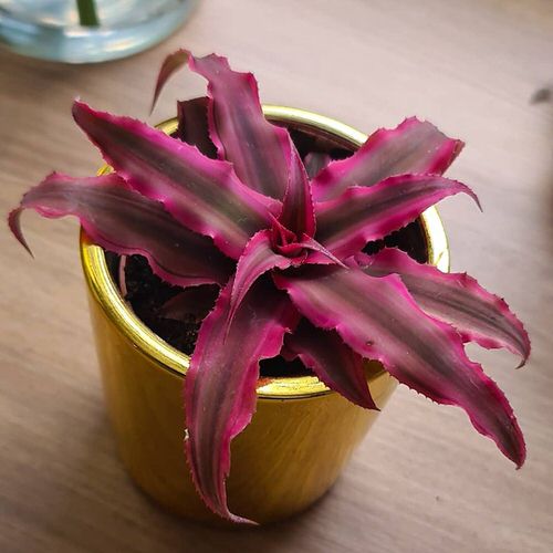 Bromeliads Anyone Can Grow Easily Indoors