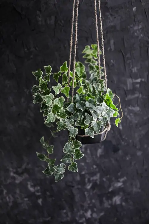 Hanging Houseplants that Won't Die Easily