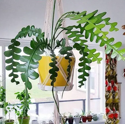 How to Grow Fishbone Cactus