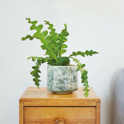 How to Grow Fishbone Cactus 5