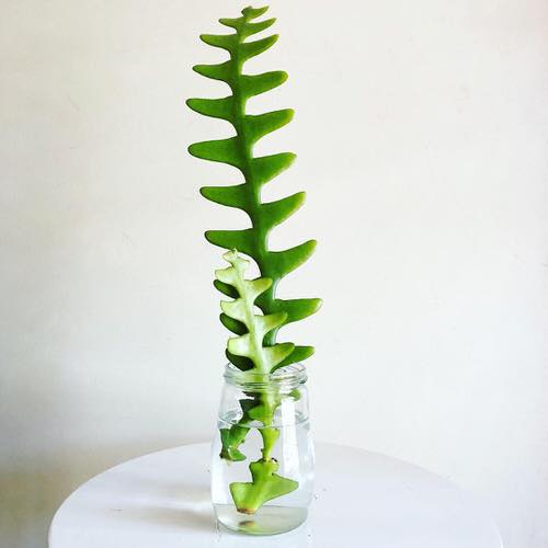 How to Grow Fishbone Cactus 2
