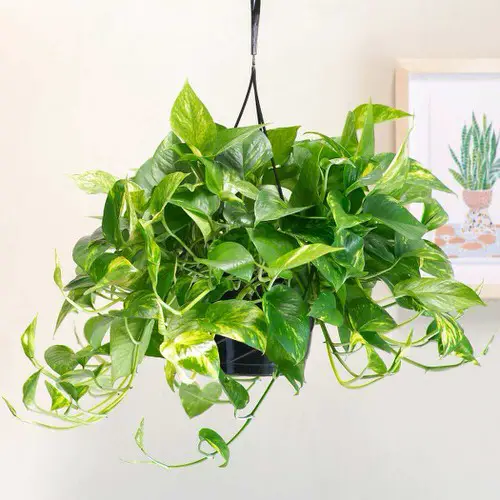 top Best Hanging Houseplants that Won't Die Easily