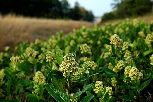 top Trees and Plants Native to Florida