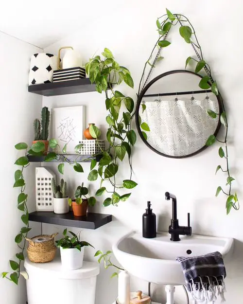 Grow Plants in Bathroom