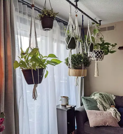 Best Space Saving Indoor Plant Ideas for Smaller Rooms 1