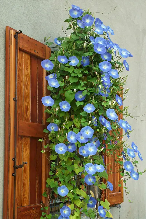 Heavenly Blue on Window