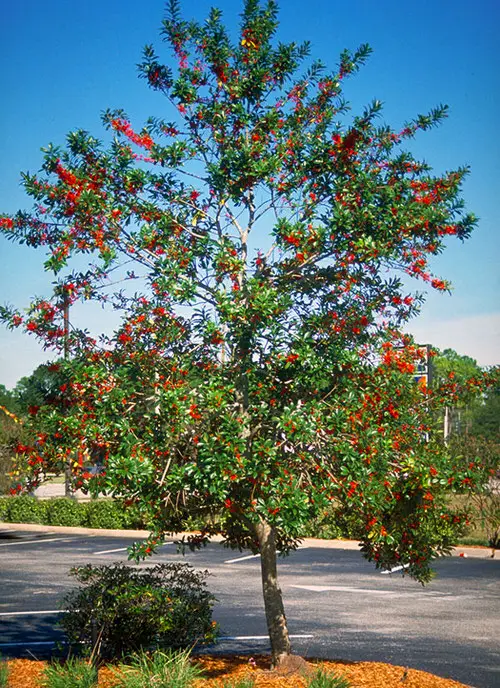 Native Trees and Plants in Florida
