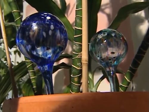 Colorful Watering Globes