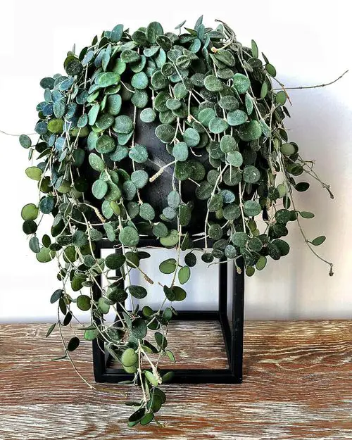 Indoor Plants with Coin-Shaped Leaves 6