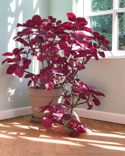 You'll Be Surprised to Know About These Things that Indoor Plants Love