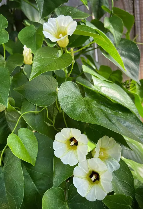 varieties of Morning glory Flower