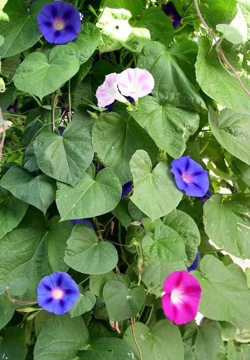  Morning Glory Flower Care 12