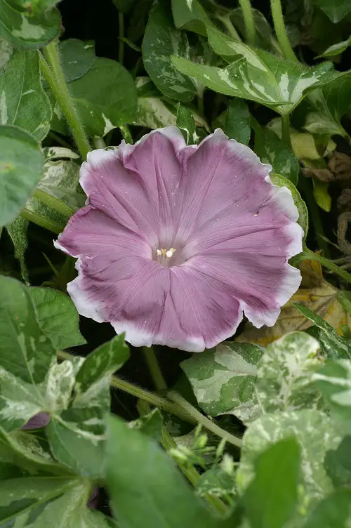 Types of Morning Glory Flowers 20