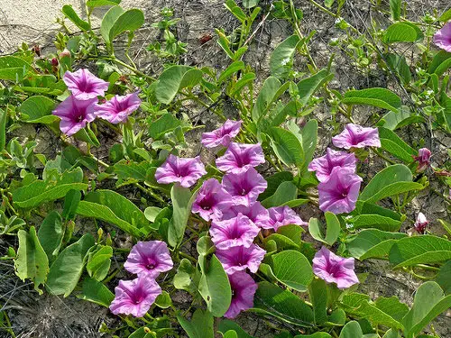 top finest native trees and plants in Florida