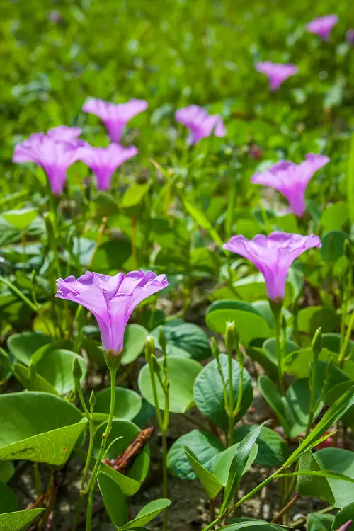Beach Morning Glory Flower