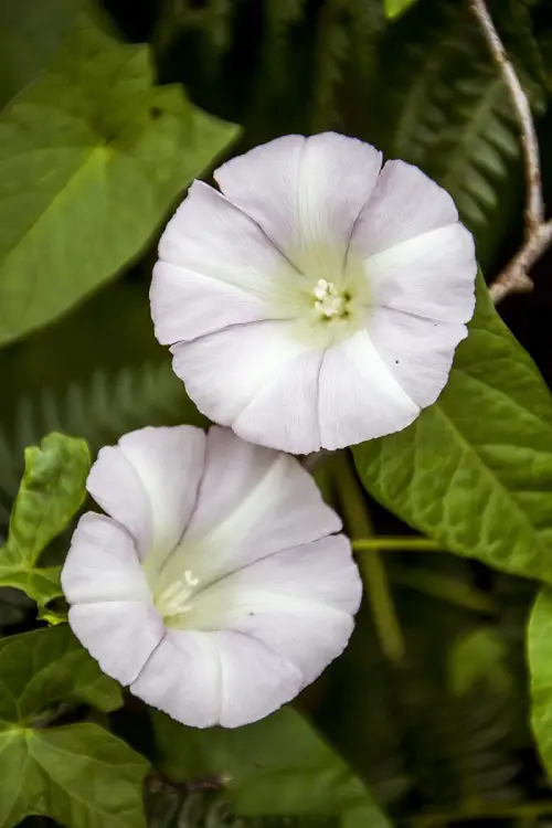 Morning Glory verities Pearly gate 