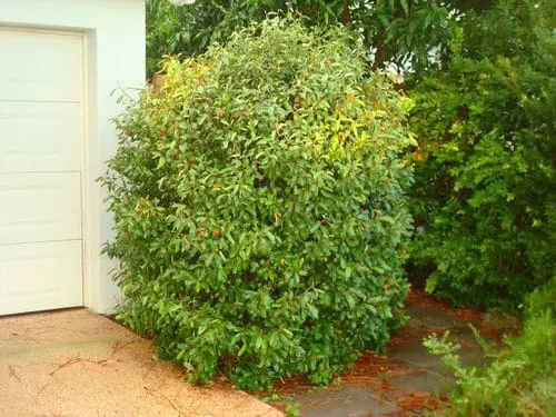 top Floridian Native Trees and Plants
