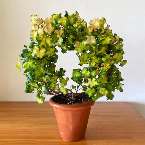top Beautiful Indoor Climbers and Vines That People Usually Don't Grow