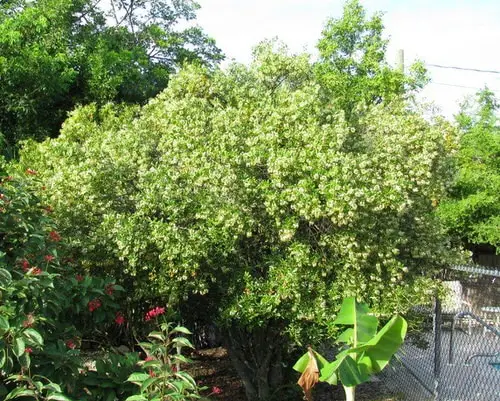 best Floridian Native Trees and Plants