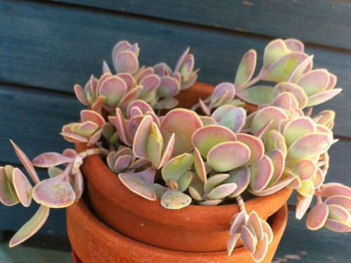 Indoor Plants with Coin-Shaped Leaves 3
