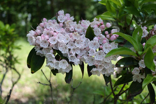 Amazing Blooms Commencing with 'L'