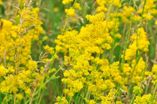 top Blooms Commencing with 'L'