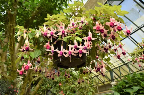 beautiful Blooms Commencing with 'L'