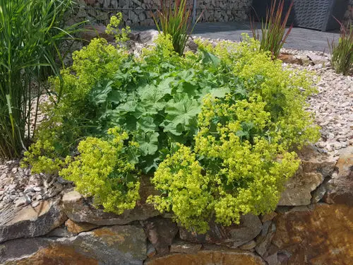 Amazing Flowers that Start with 'L'